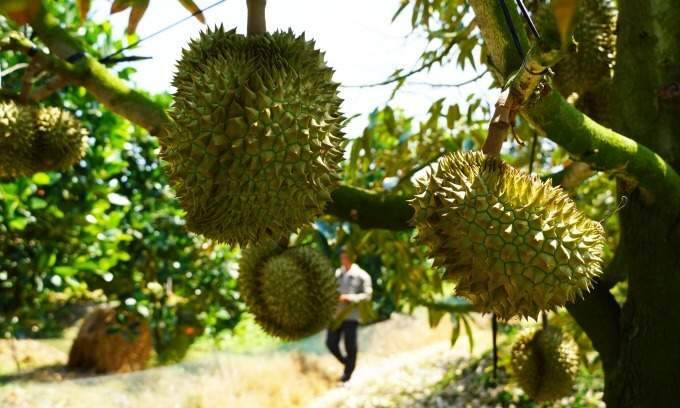Ri6 durian prices rise in Mekong Delta on October 29