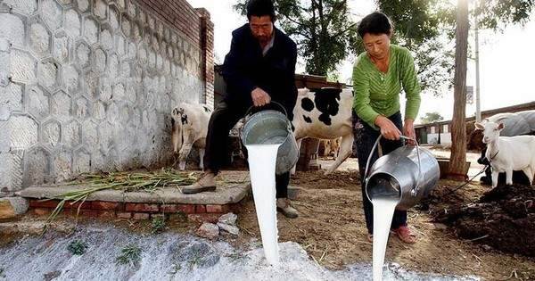 Nông dân đổ bỏ sản phẩm, giá sữa rớt thê thảm, phần lớn trang trại thua lỗ