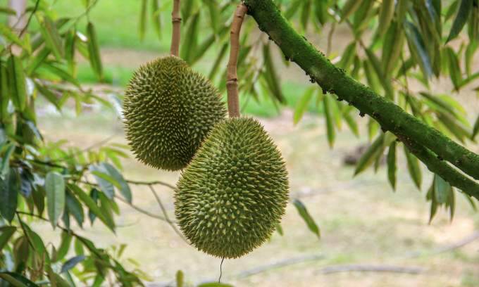 Indonesia aims to export durians directly to China