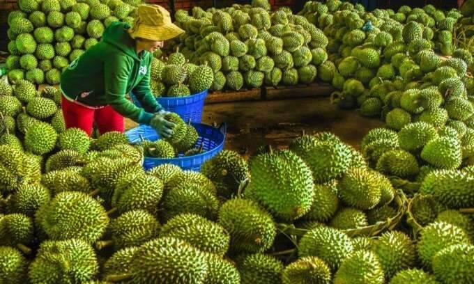 Use of fake codes in durian exports to China reported