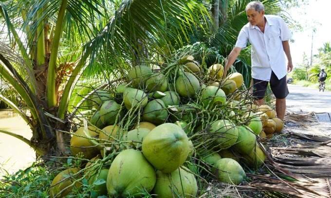 Vietnam’s coconut industry eyes billion-dollar markets