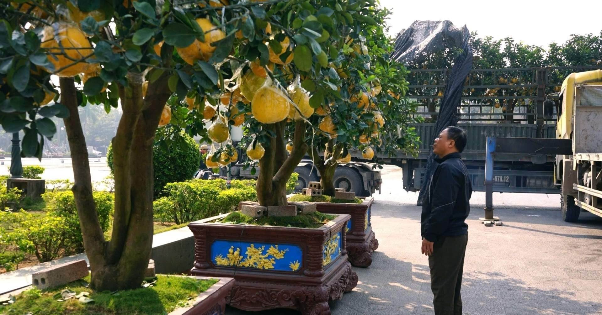 Nhà vườn hạn chế cọc, cây cảnh Tết 'xuống phố' sớm 7 Nhà vườn hạn chế cọc, cây cảnh Tết 'xuống phố' sớm