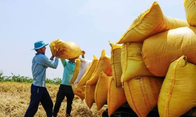 Rice export prices drop to 4-year low