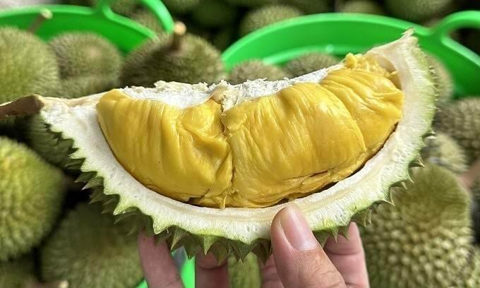 Vietnam emerges as global durian powerhouse