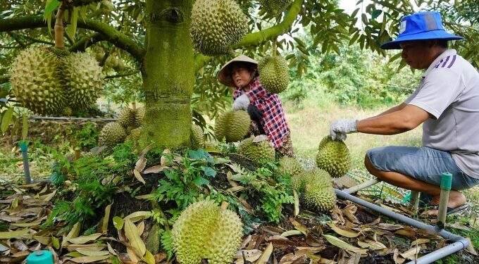 Vietnam ranks second in fruit and vegetable export to China