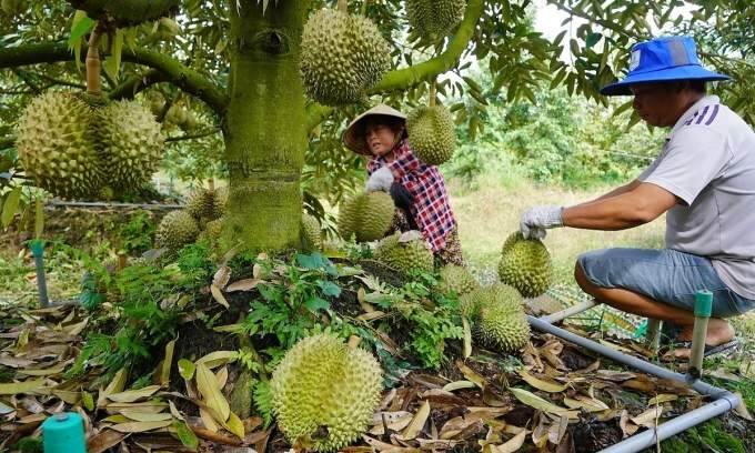 Vietnam ranks second in fruit and vegetable export to China