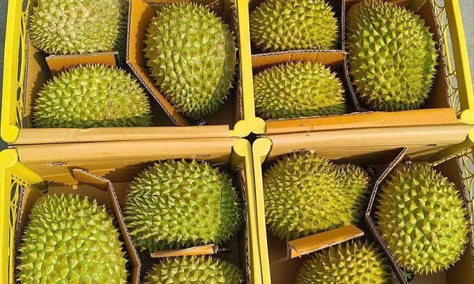 Vietnamese businesses sell durians at losses due to export difficulties with China