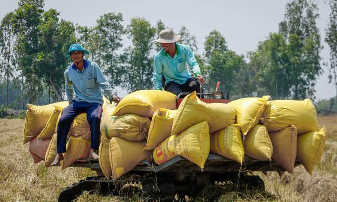 Vietnam's rice exports to Singapore surge by 28%
