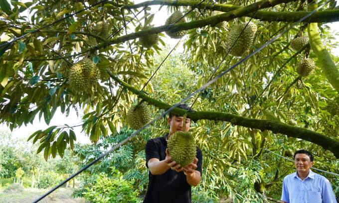 Durian, coffee farmers rake in big bucks in 2024 on rising prices, bumper crop