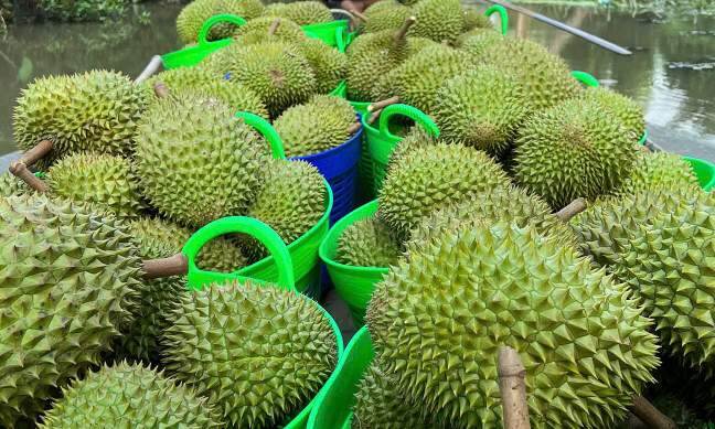 Durian prices plummet as China’s stricter quality requirements hit exports 5 Durian prices plummet as China’s stricter quality requirements hit exports