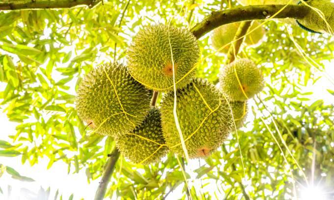Malaysia thwarts attempt to smuggle 3,000 Black Thorn durian saplings from Thailand