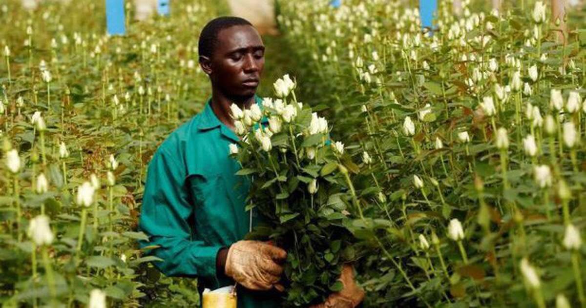 Nông dân Kenya dùng điện thoại kiểm tra hạt giống giả