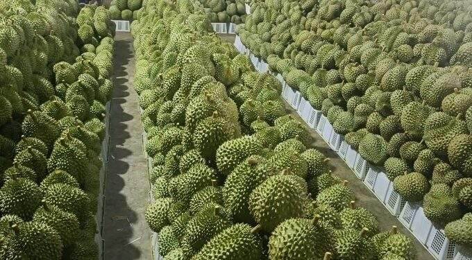 Vietnam faces challenges in agricultural exports for 2025