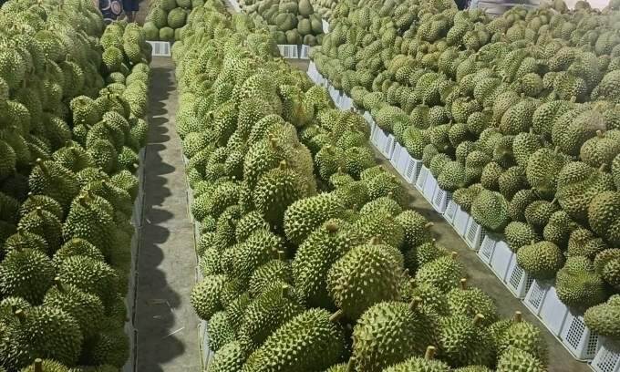 Vietnam faces challenges in agricultural exports for 2025 6 Vietnam faces challenges in agricultural exports for 2025