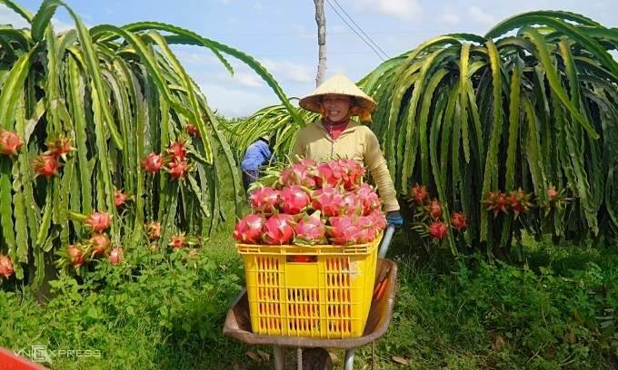 Dragon fruit overtakes durian as top export fruit