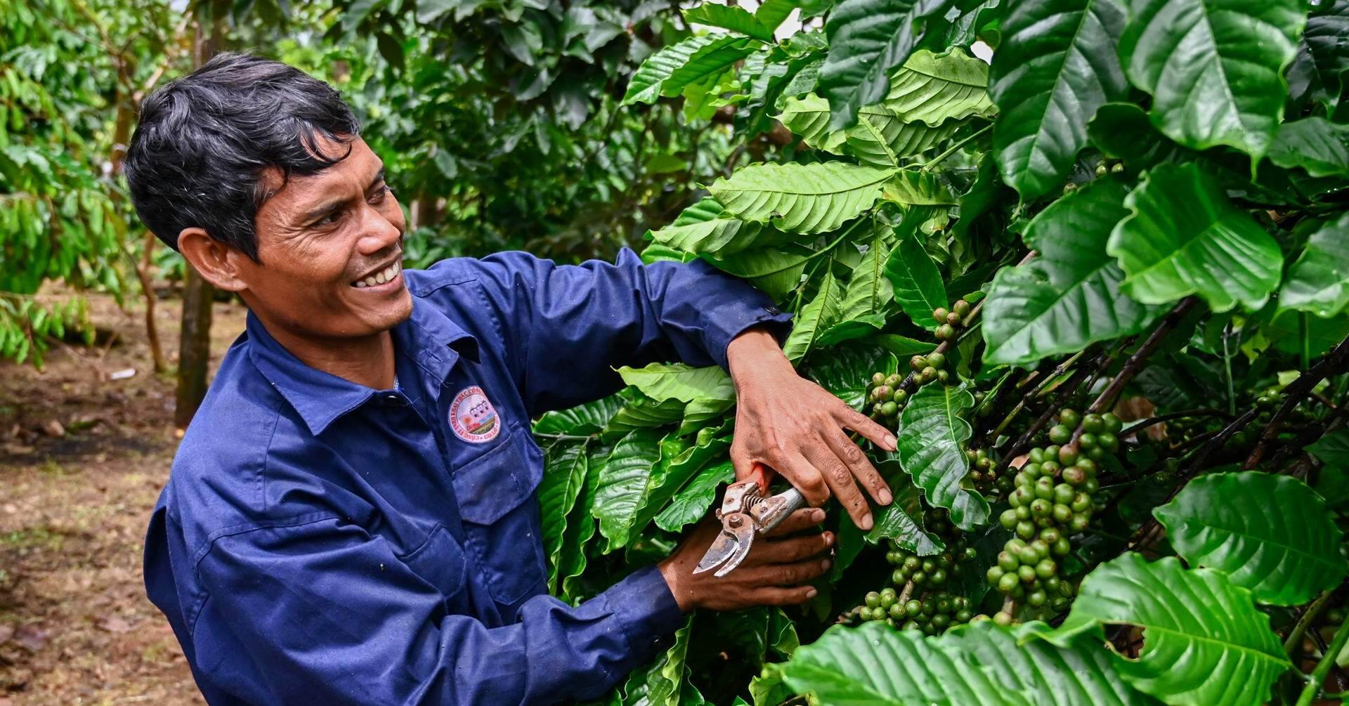 Giá cao nhất mọi thời đại, cà phê mang lại vài tỷ USD cho nông dân Tây Nguyên