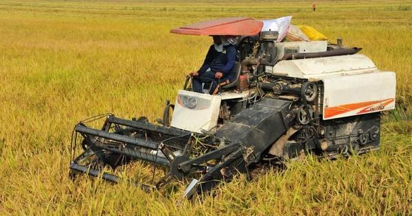 Giá lúa giảm nhưng nông dân vẫn có lời