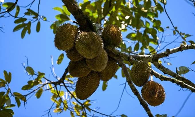 Indonesia’s durian industry gears up for exports to China, challenging Southeast Asian peers