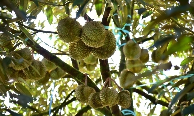 Thai durian prices expected to drop as supply surges