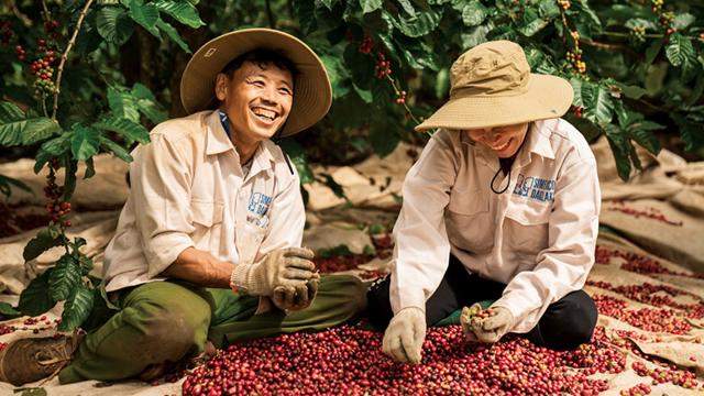 Xuất khẩu cà phê hướng tới kỷ lục 8 – 10 tỷ USD