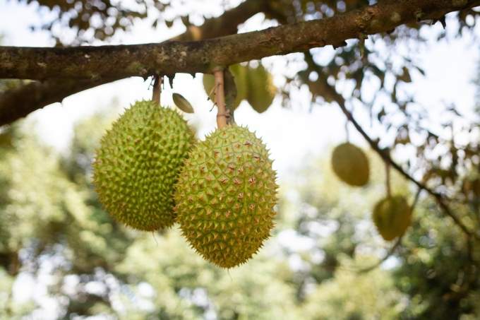 Malaysia land dispute involving 1,000 chopped durian trees tied to former officials: anti-corruption agency