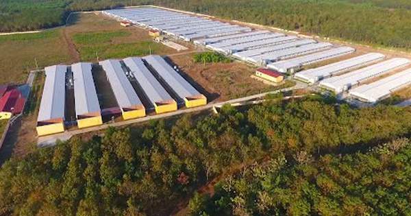 So sánh lợi nhuận quý đầu năm 2025 giữa Hoàng Anh Gia Lai và Dabaco