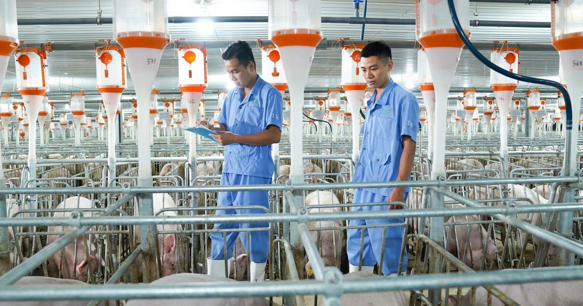 Thêm 15 trang trại heo ăn chay BAF đạt tiêu chuẩn toàn cầu