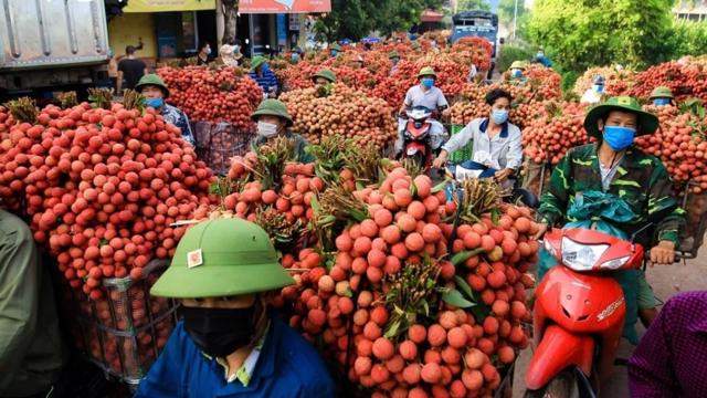 "Thủ phủ vải thiều" miền Bắc hứa hẹn mùa bội thu