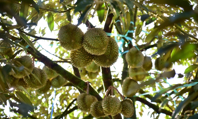 1,000 durian trees cut down in Malaysia: How much do you know about the controversy?