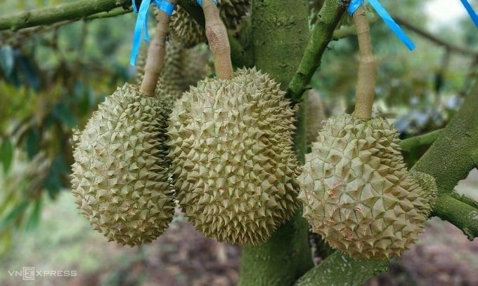 5 key facts behind the controversy over 1,000 durian trees cut down in Malaysia