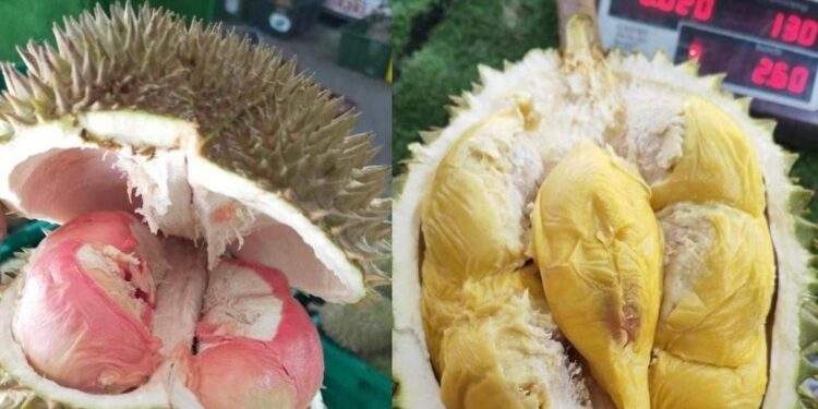 Loại sầu riêng mới giá lên tới gần 800.000 đồng/kg gây sốt 1 Loại sầu riêng mới giá lên tới gần 800.000 đồng/kg gây sốt