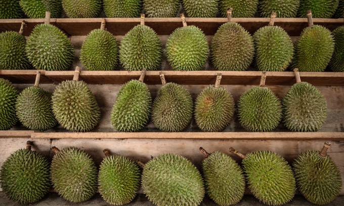 Malaysia’s Penang launches durian tracking system to combat fraud and protect local growers