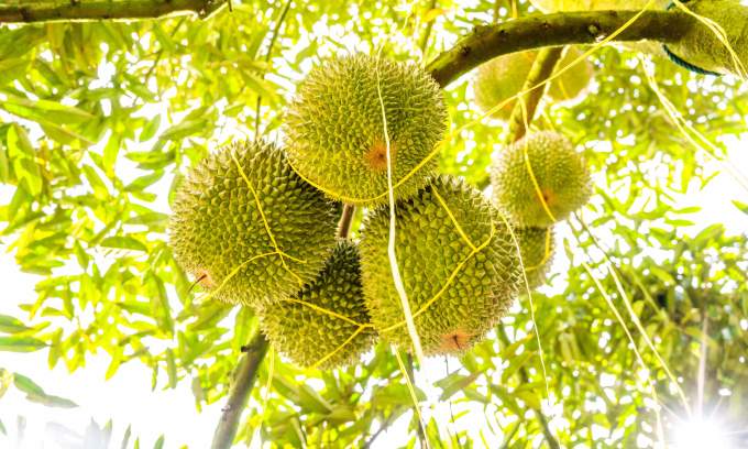 Malaysia’s anti-corruption agency gathers documents in probe of land dispute involving over 1,000 felled durian trees