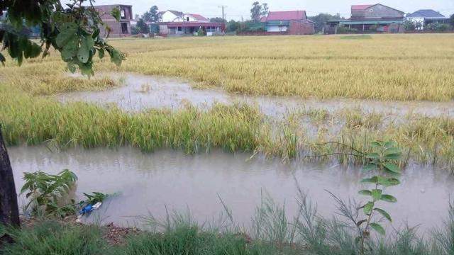 Mưa lớn bất thường, hơn 2.000ha lúa ở Hà Tĩnh ngập úng