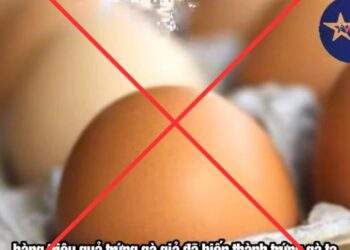 Thông tin về “trứng gà giả” tại Việt Nam là bịa đặt