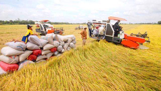 Thu hồi 10 giấy chứng nhận kinh doanh xuất khẩu gạo
