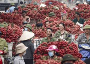 Xuất khẩu rau quả suy giảm, sầu riêng gặp thách thức lớn