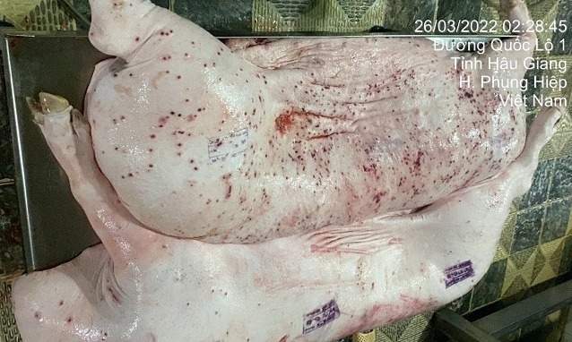 C.P. Vietnam admits diseased pork in viral image came from its site, denies sale