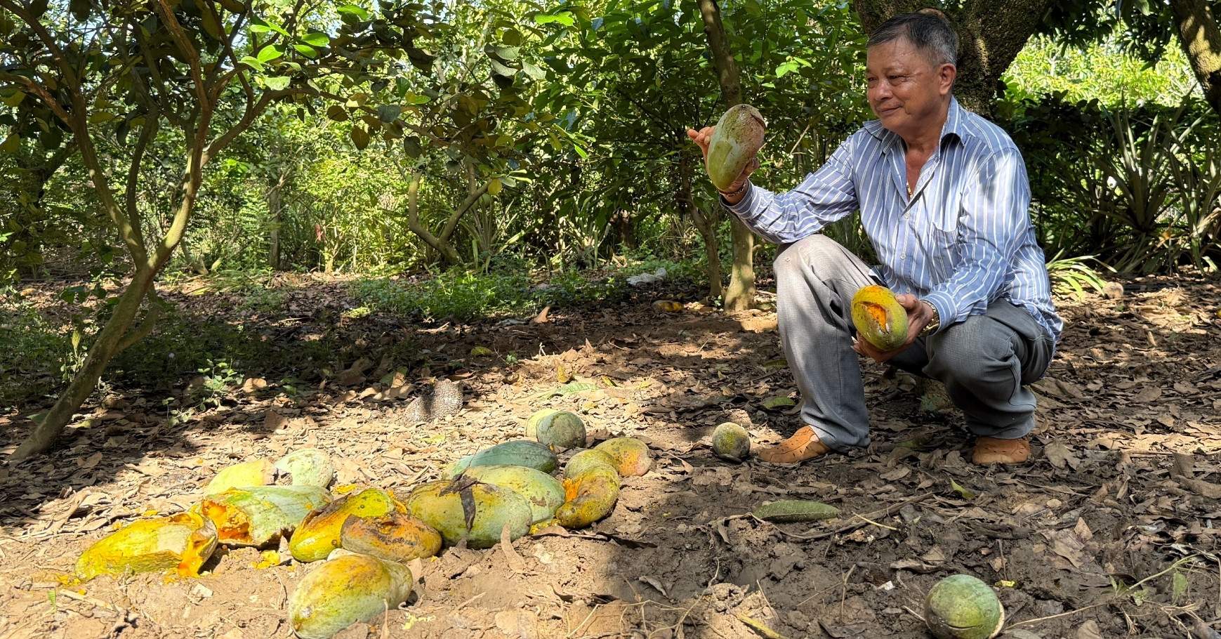 Giá xoài chỉ 1.000 đồng/kg, nông dân lỗ nặng vì thương lái ‘lật kèo’