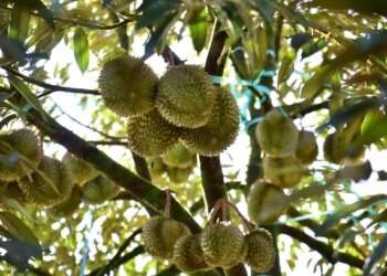Malaysian farmers consider legal action to protect 2,400 ha durian farmland from new company’s takeover