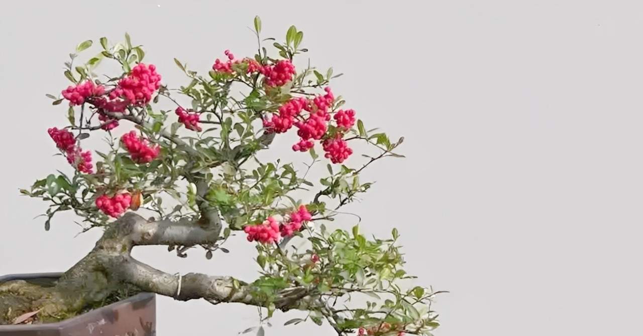 Trồng 3 loại cây này rất tốt cho người mệnh Hỏa