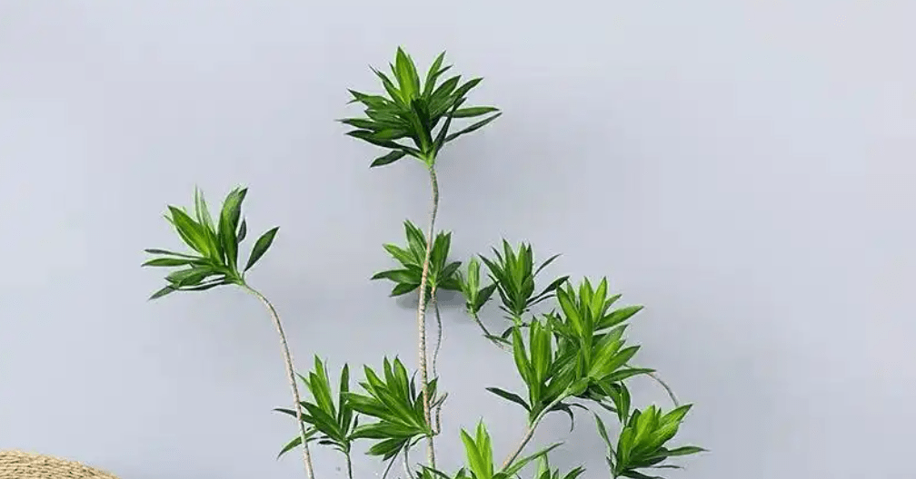 5 loại trúc cát tường mang ý nghĩa phong thuỷ tốt lành