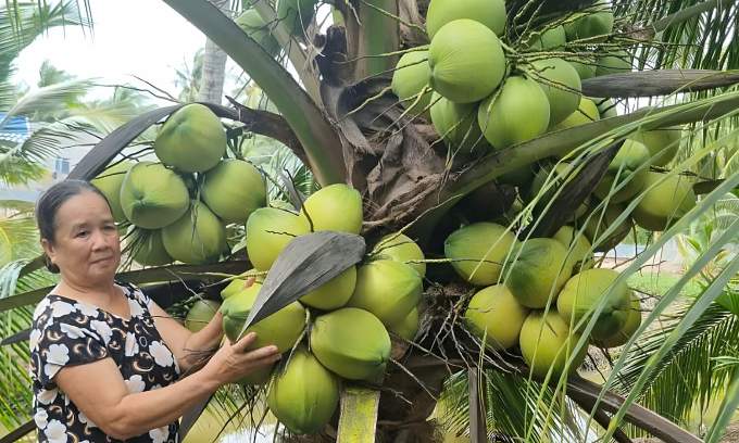 Coconut prices plummet in Vietnam