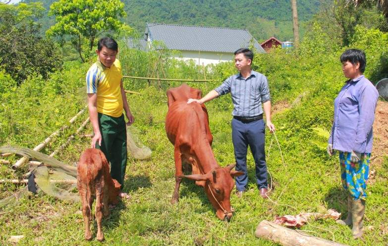 Giảm nghèo hiệu quả từ mô hình hỗ trợ chăn nuôi bò sinh sản ở Thái Nguyên