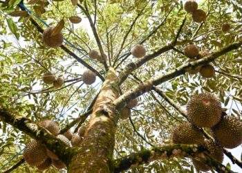 Malaysia farmers charged with money laundering involving $130,000 from illegally grown durians