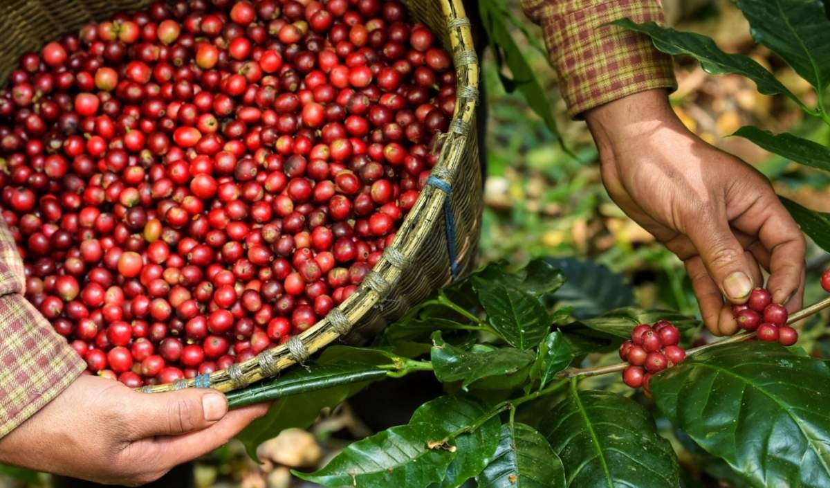 Mexico spending on Vietnamese coffee skyrockets nearly 35 times