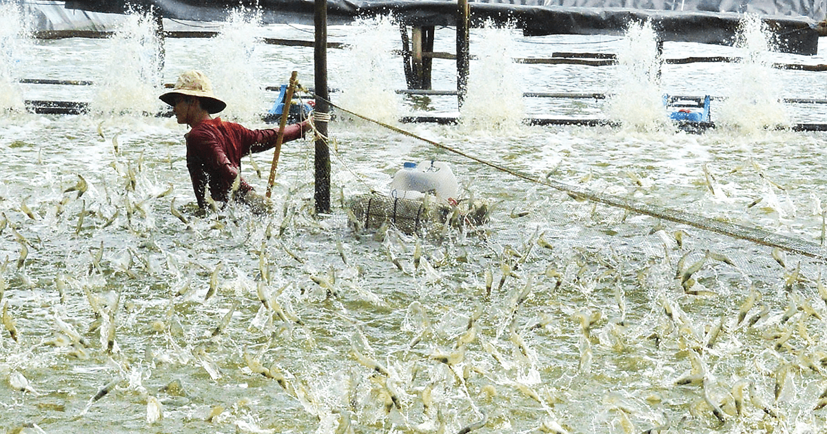 Ngành tôm Đồng bằng sông Cửu Long chuyển mình hướng tới tương lai xanh
