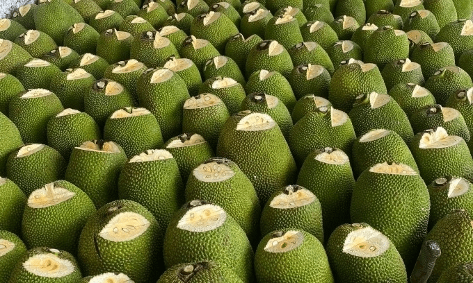 Vietnam gains approval for fresh jackfruit exports to China