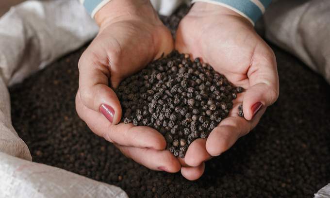 Vietnam earns over .5B from pepper export in 11 months