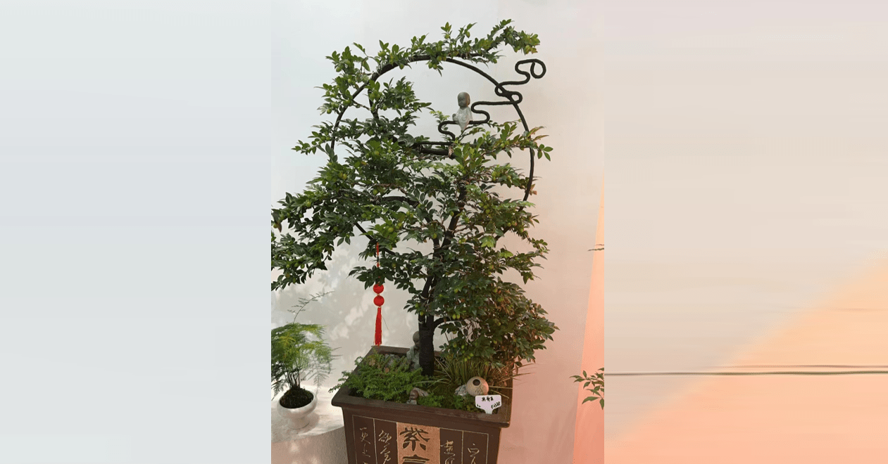 Ý nghĩa và cách trồng cây Cần thăng